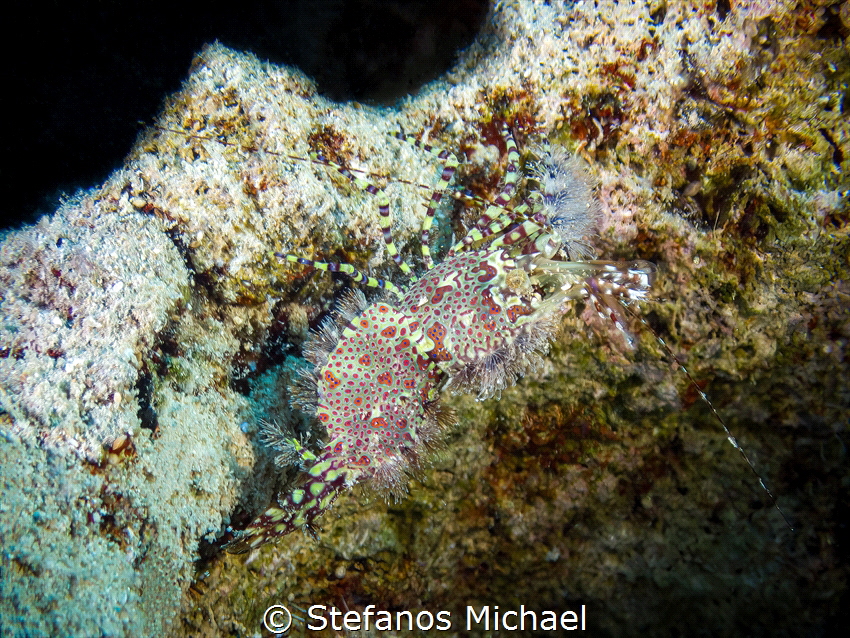 Marbled Shrimp - Saron marmoratus by Stefanos Michael 