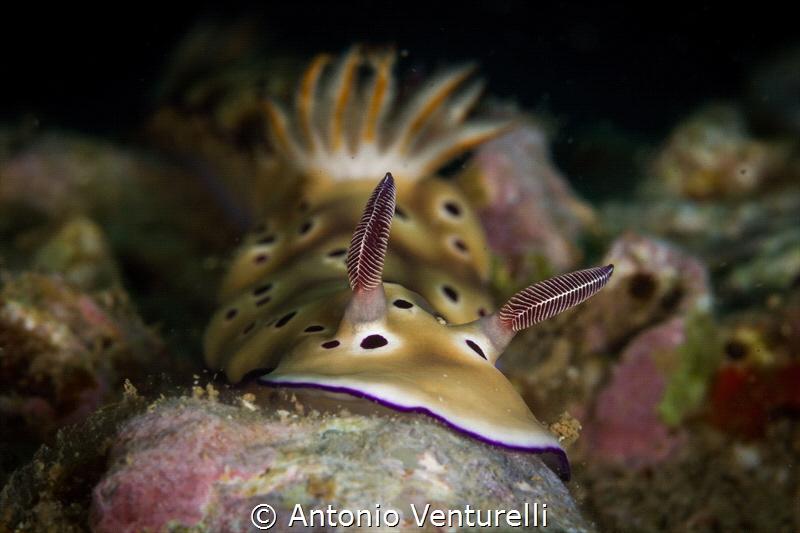 Risbecia tryoni. We glimpse the rear end of a second nudi... by Antonio Venturelli 