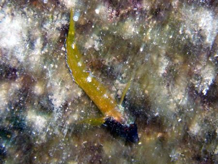 A golden tripterygion delaisi on a golden carpet at Syvot... by Athanasios Arapis 