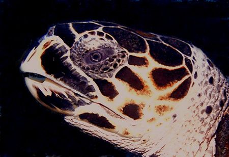This turtle stopped long enough for a closeup shot. The p... by Steven Anderson 
