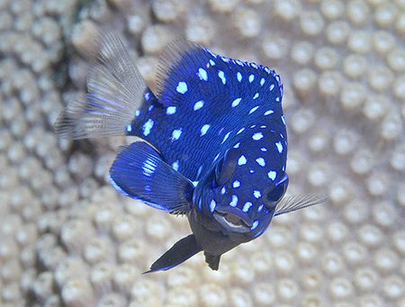 Juvenile Yellowtail Damsel. by Jim Chambers 