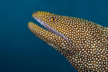 White mouth eel portrait by Andy Lerner 