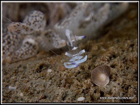 We call them vibrating shrimp for a good reason they neve... by Yves Antoniazzo 