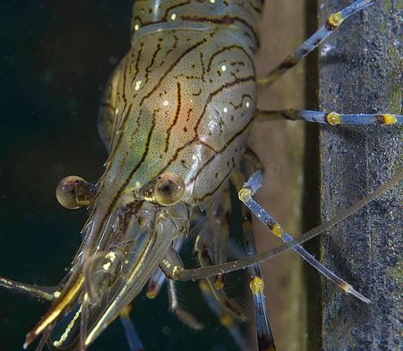Prawn head.
Aughrusmore Pier, Connemara.
D200 60mm by Mark Thomas 
