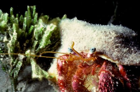 'HERMIT' Always an interesting satisfying subject ( ...an... by Rick Tegeler 