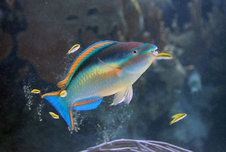 Parrot Fish at cleaning station, Bermuda by Dr Evil 