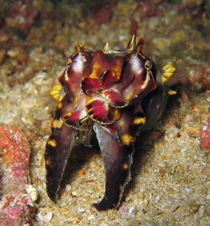 "George" our resident flambouyant cuttlefish in Dive Sola... by Adrien Uichico 