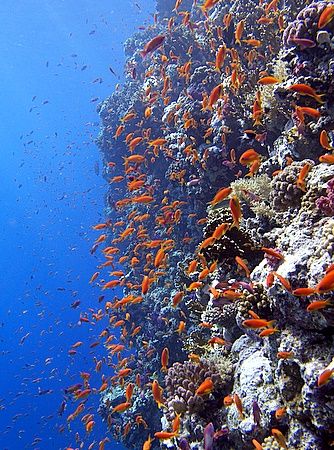 Part of wall taken at Shark reef, Ras Mohamed Park. Set t... by Nikki Van Veelen 