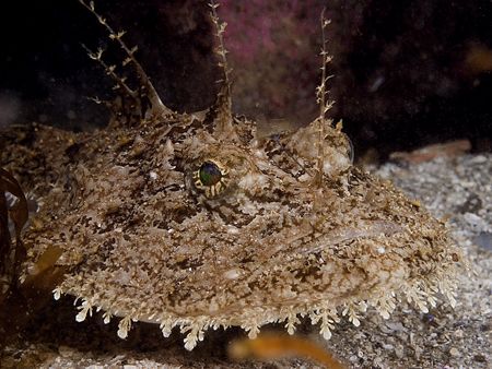 Angler fish. Isle of Lewis. Scotland.
D200, 60mm. by Derek Haslam 