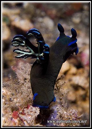 Don't come any closer otherwise I jump... C5050 by Yves Antoniazzo 