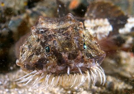 Pogge(or Hooknose).
Aughrusmore Pier, Connemara.
D200,6... by Mark Thomas 
