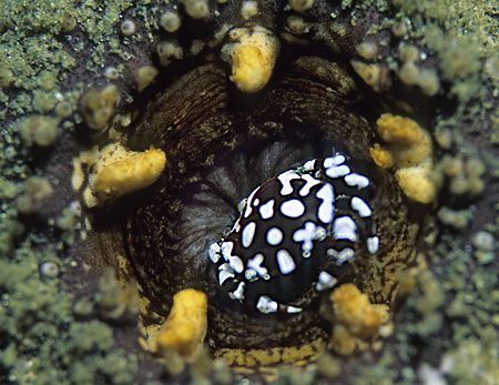 'Home is home' This is a crab that lives in the anus of a... by Victor Zucker 