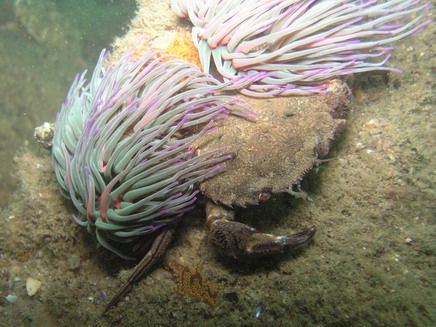 Devil crab
South west of France
Olympus C8080 by Antoine Desbordes 