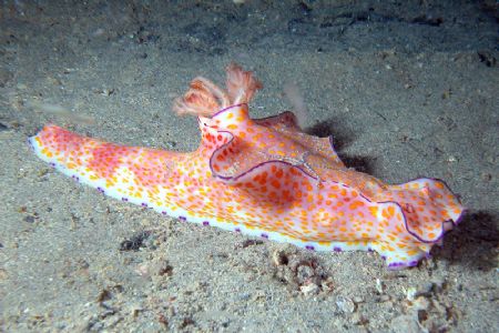 Never seen such a big nudibranch (Ceratosoma). by Ugo Gaggeri 