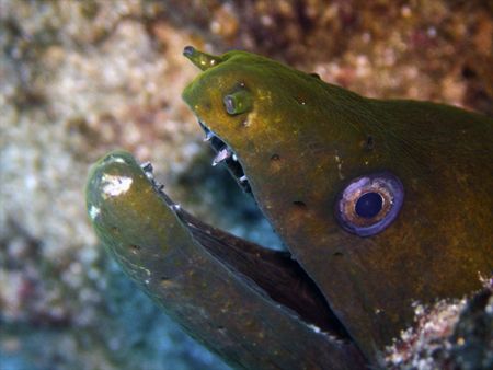 This Moray decided to poke it's head out to check out the... by Ash Pickering 