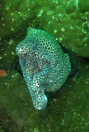 Moray with slit lip ... by David Johnson 