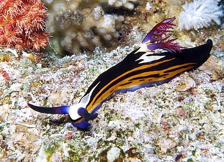 Couldn't pass the colors on this bighorn nembrotha. Taken... by Nikki Van Veelen 