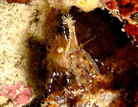 saron shrimp, location:east borneo(derawan island indones... by Ali Handisanjaya 