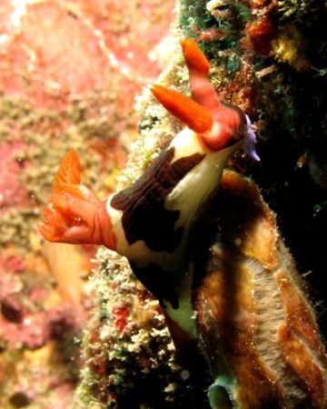 This one's for you Brian! Shot taken ib Bali, Indonesia. by Mohan Thanabalan 
