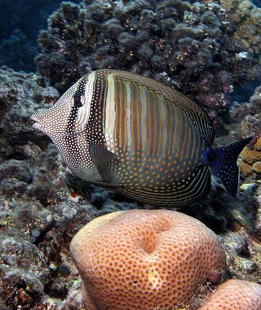 Zebrasoma surgeonfish taken at sharks bay. by Anel Van Veelen 