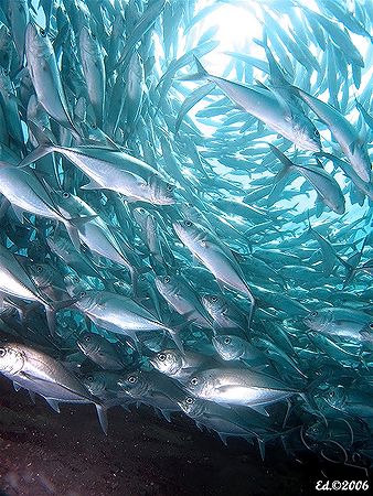 Vortex! Taken in Tulamben with Canon S80. by Ed Eng 