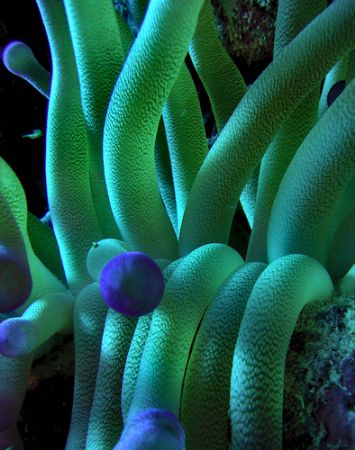 Anemone. Grand Cayman. Sea and Sea DX5000. by David Heidemann 