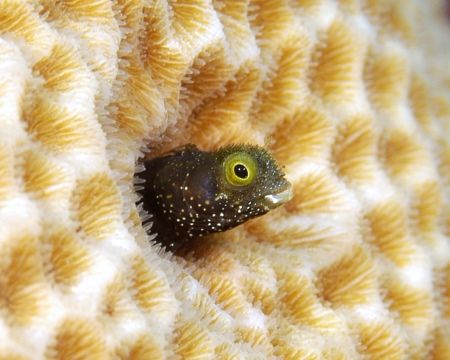 Taking a little peek ! d100 60MM by Patrick Burke 