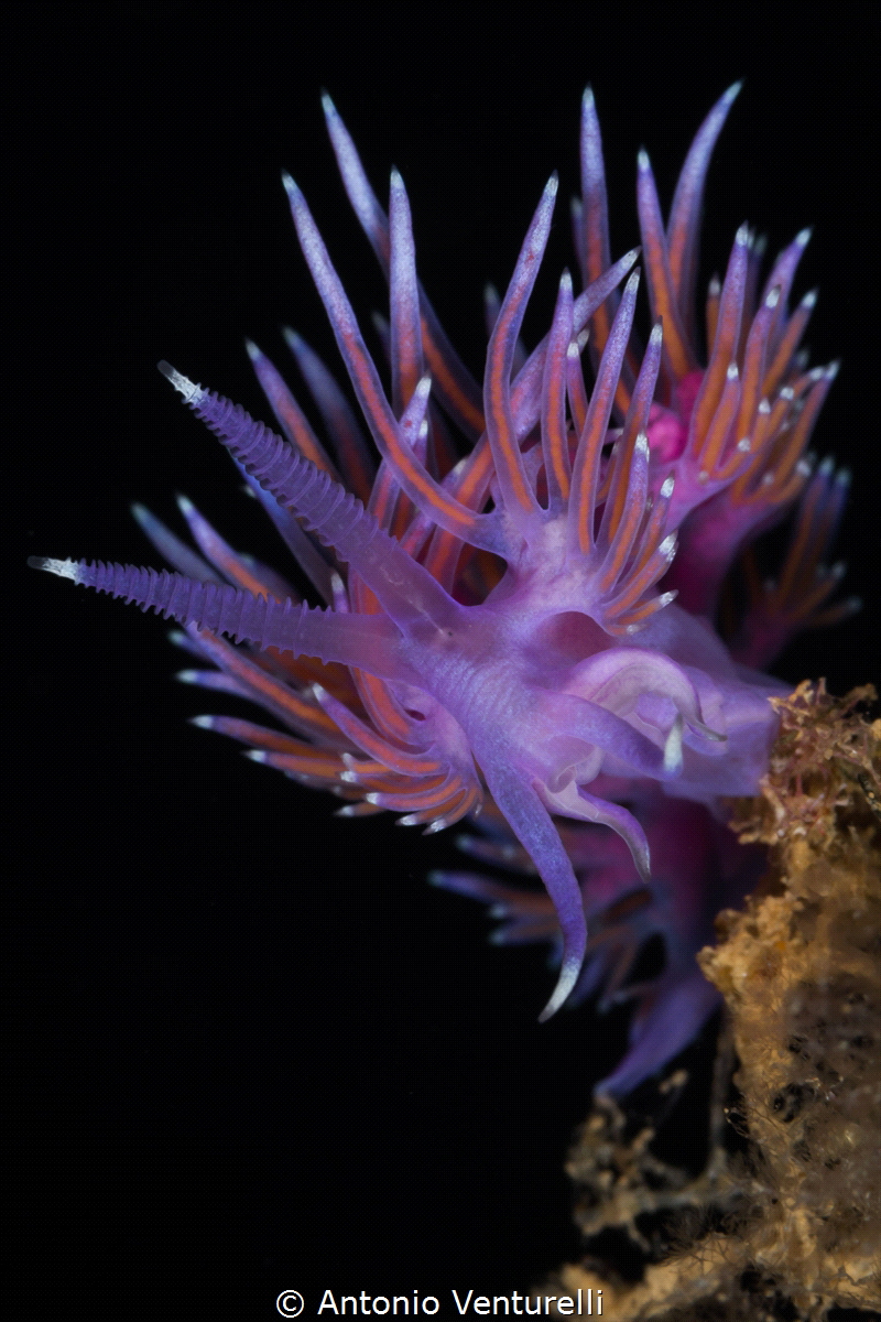 Flabellina affinis_June2023
(Canon100, 1/200,f18,iso100) by Antonio Venturelli 