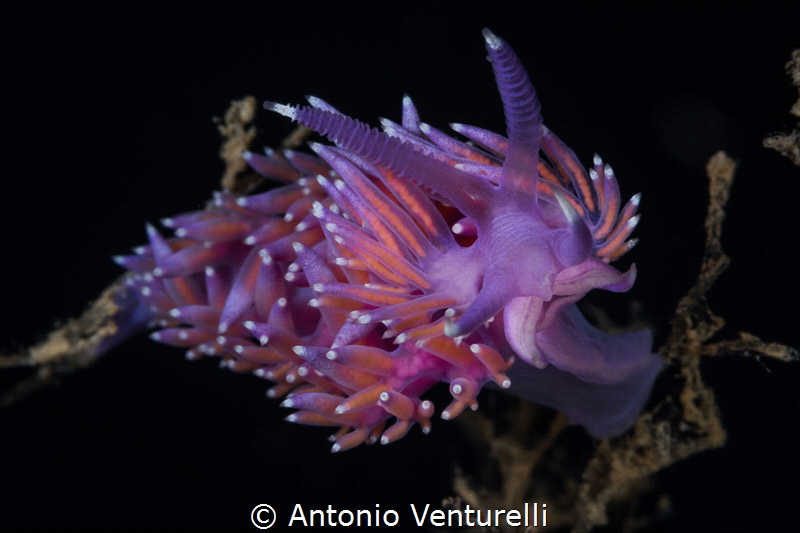 Violet Aeloid (Flabellina affinis)_June 2024
(Canon 100,... by Antonio Venturelli 