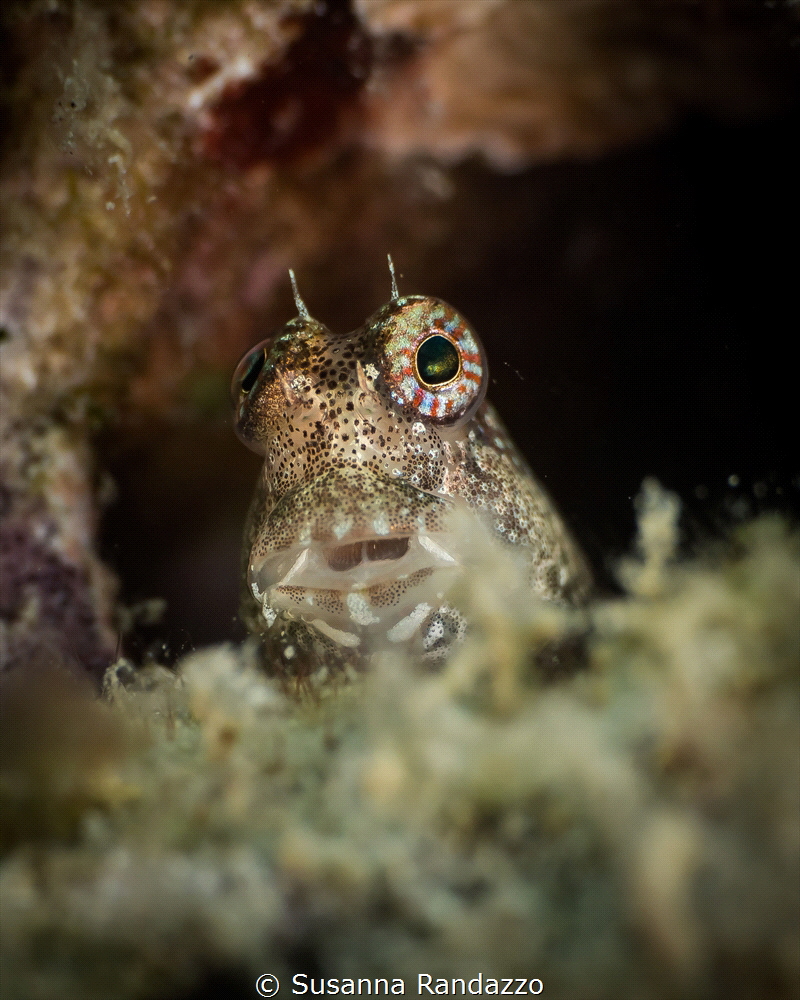 Andaman gobi_April 2024
(Canon60, 1/200,f10,iso100) by Susanna Randazzo 