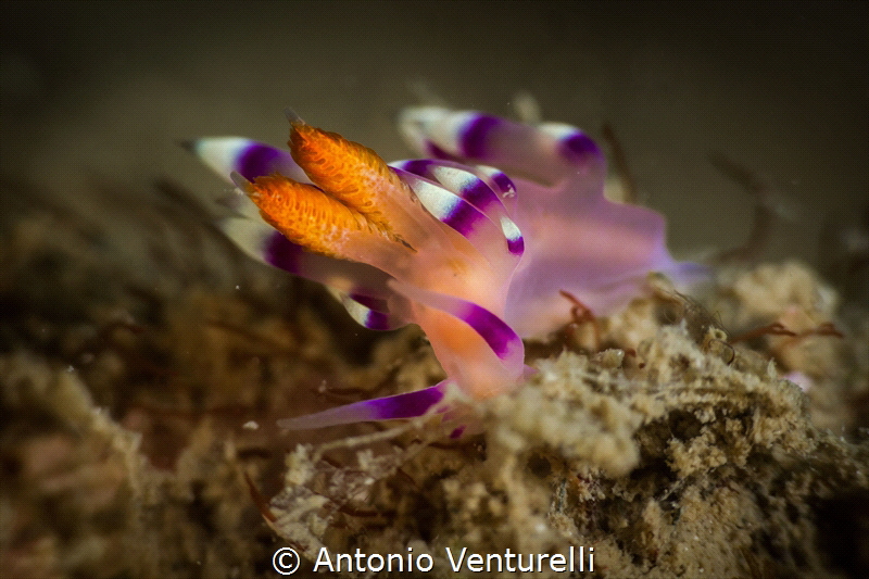 Coryphellina exoptata_Feb 2024
(Canon100,1/200,f14,iso100) by Antonio Venturelli 