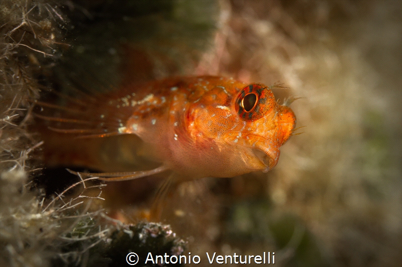 Bavosa c._2023
(Canon100,1/200,f8,iso100) by Antonio Venturelli 