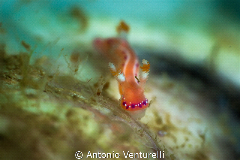 Hypselodoris maculosa front view_A beautiful tiny one! Ma... by Antonio Venturelli 