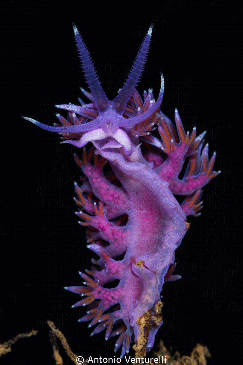 Mediterranean violet aeloid_June 2024
(Canon100, 1/200,f... by Antonio Venturelli 