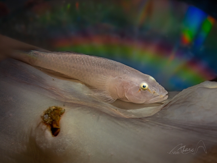 white in colors by Marc Van Den Broeck 