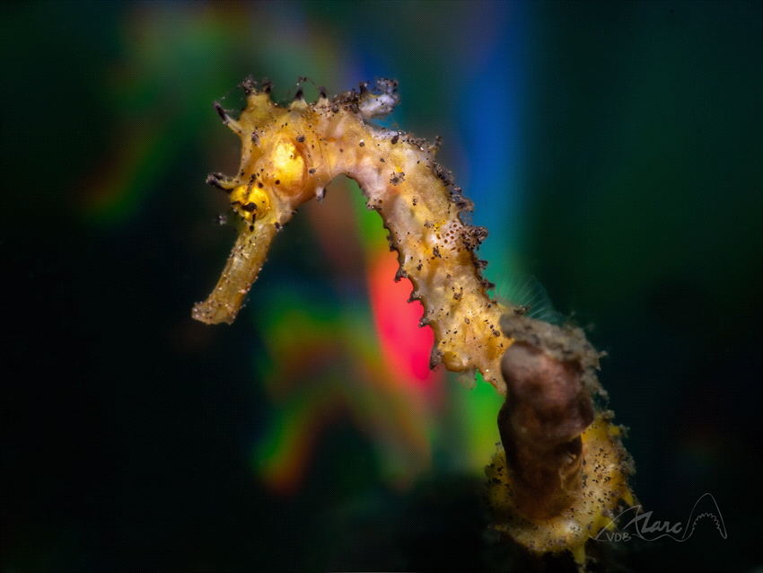disco seahorse by Marc Van Den Broeck 