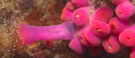 Elongated jewel anenome from the Scillies - Nikon D70s an... by Malcolm Nimmo 