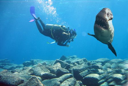 It's a Peter Benchley double A side, Jaws vs The Deep. Gr... by Dr Evil 