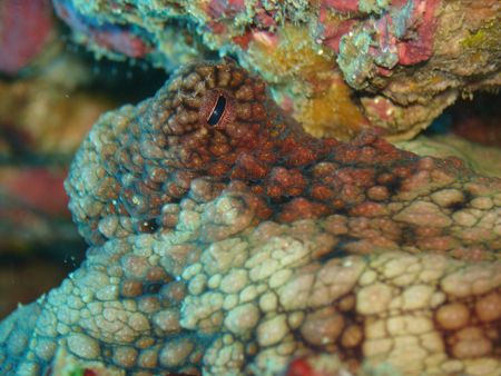 This Occy was found hanging out in Cabo Pulmo Marine Rese... by Ash Pickering 