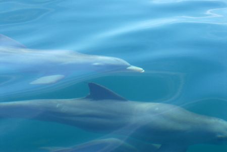 Dolphins, chasing our boat, taken today, We were blessed ... by Michael Salcito 