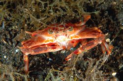 Crabs Matting? Zoom in you can see another crab under.D70... by Frankie Tsen 