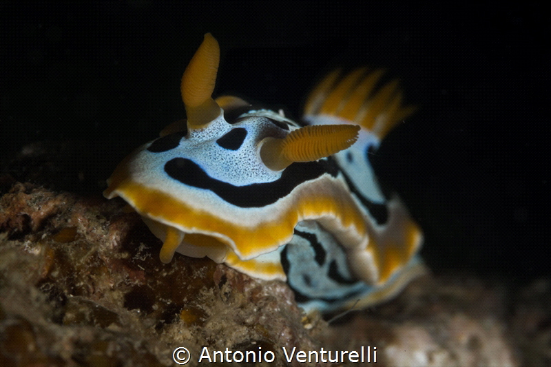 Quadricolor nudibranch-March 2024
(CanonEF100,1/200,f16,... by Antonio Venturelli 