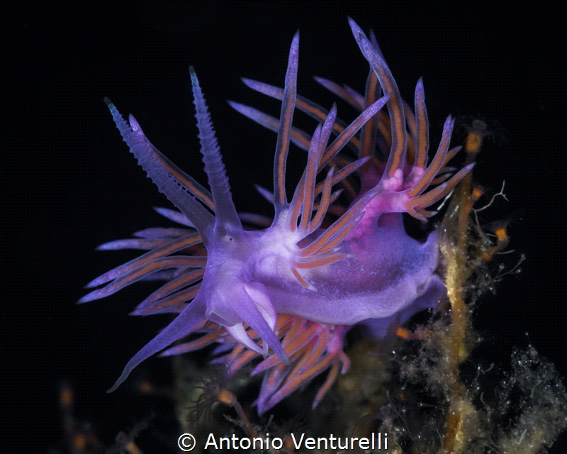 Flabellina affinis_August 2024
(Canon100,1/200,f16,iso100) by Antonio Venturelli 