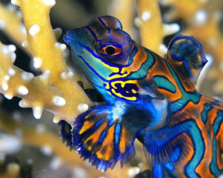 Not in the mood for love.

Mandarin fish with a 'not to... by Beverly Speed 