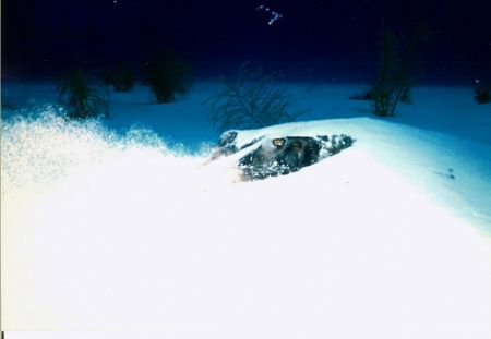 Stingray gives me the eye. Large Southern Stingray let me... by Marylin Batt 