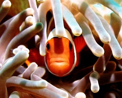 Hide & Seek! Pic taken in Dayang Island, Malaysia. Canon ... by Mohan Thanabalan 