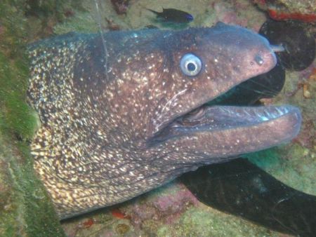 Moray by Hakan Taslicay 