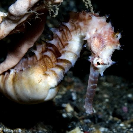 Seahorse at night. Bali 2005 by Chris Wildblood 