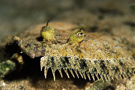 Flatfish - Nikon F50, 105mm - Red Sea, Na'ama bay by Paul Maddock 