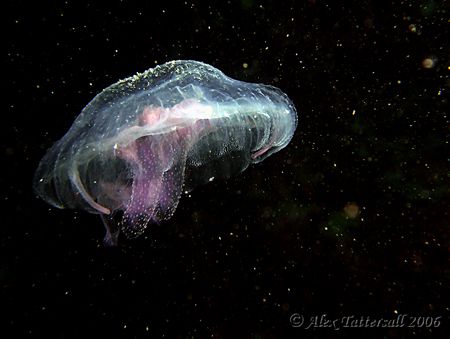 Space jelly... caught some scatter on this but left it in... by Alex Tattersall 